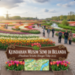 Ladang tulip berwarna-warni di Belanda dengan latar belakang kincir angin tradisional di bawah langit biru musim semi.